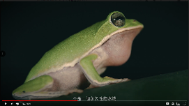 生態影片蛙類