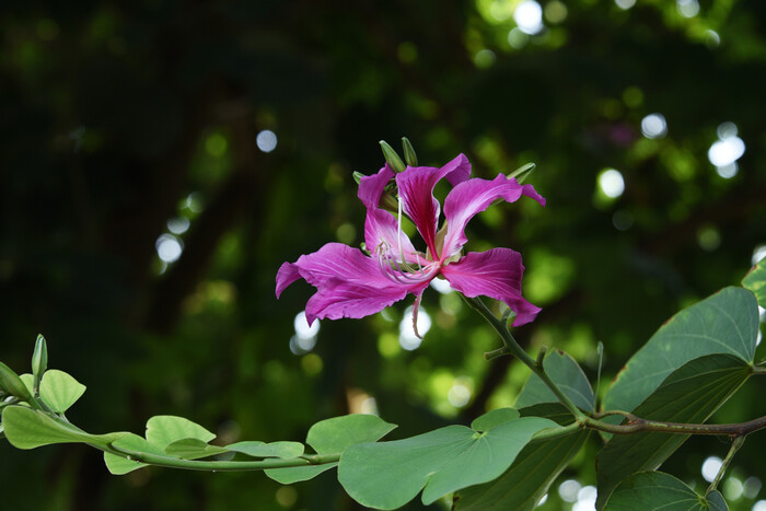 艷紫荊／蘇文羿攝